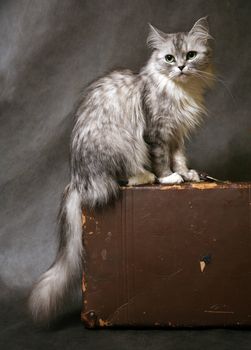 The image the cat on old suitcases