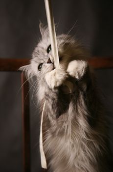 The grey thoroughbred cat plays studios