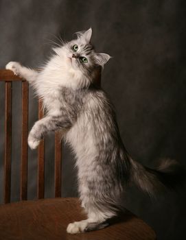 The grey thoroughbred cat plays studios