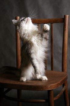 The grey thoroughbred cat plays studios