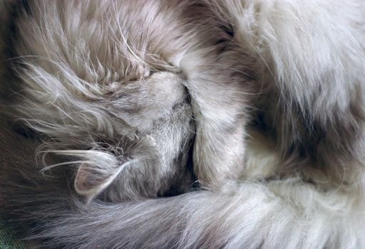 Dream a kitten, a nose is closed by a paw