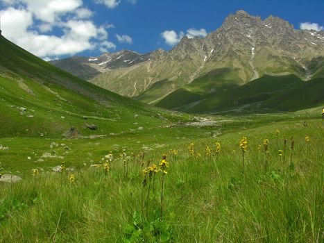 Mountain meadow with yellow flowers.
          