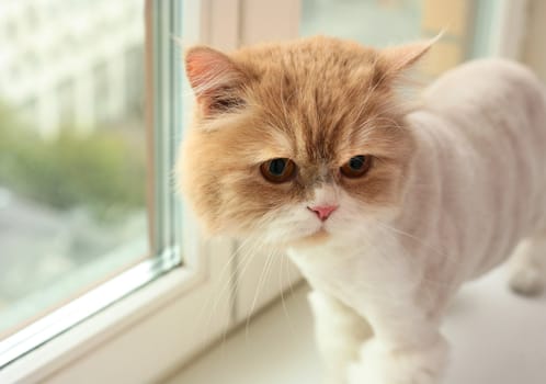 Portrait of the Persian cat on a window