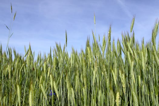 spring scene - wheat with blue sky