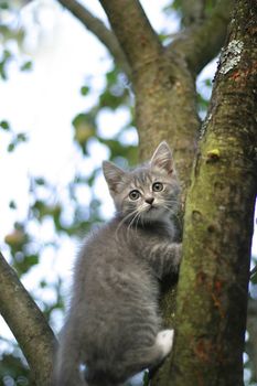 The image of the scared kitten on a tree