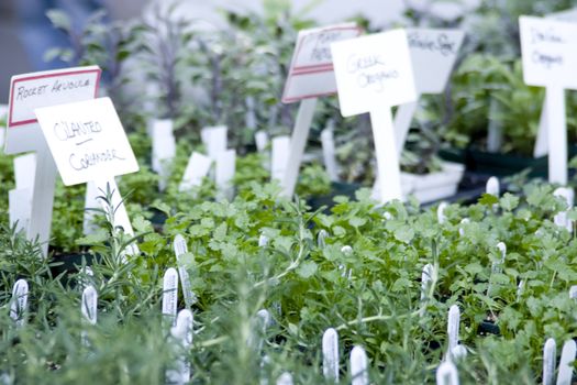 Herb plants for sale at the Union Square Growers Market, New York City on Memorial Day 2008.