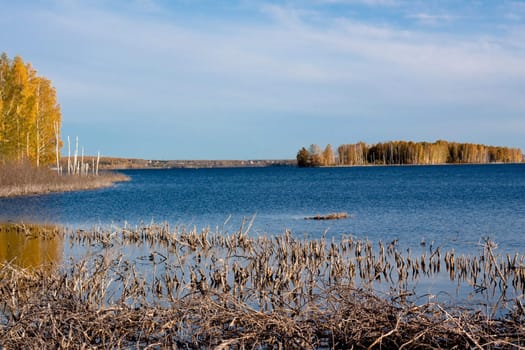 lake with yellow trees, blue sky and lifeless branches in water  
