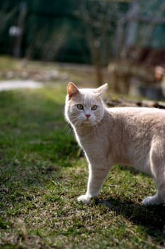 The image of a an attentive red cat in a village on a dim background