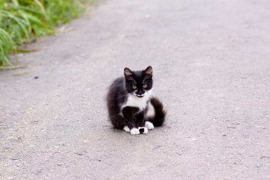 black and white kitten sitting on road
