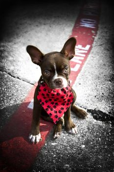 Image of a cute puppy wearing a red bandana sitting on a fire lane