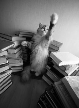Playing grey kitten among sheafs different books