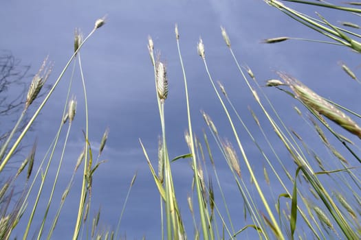 spring scene - wheat with blue sky