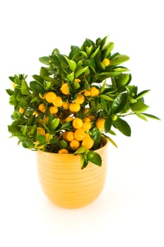 Small mandarin tree in a yellow pot, isolated on white.