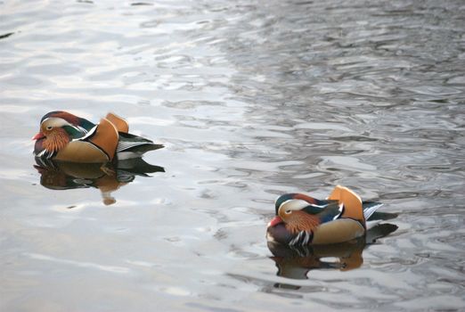 mandarin duck