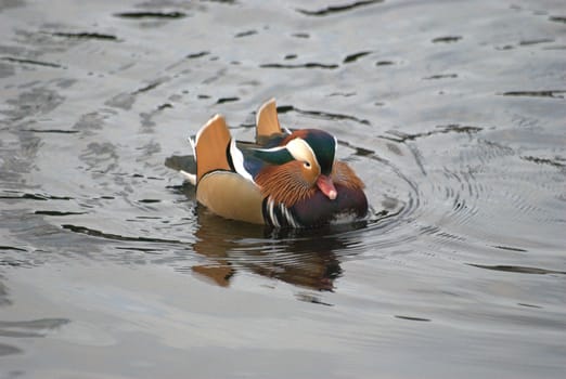 mandarin duck