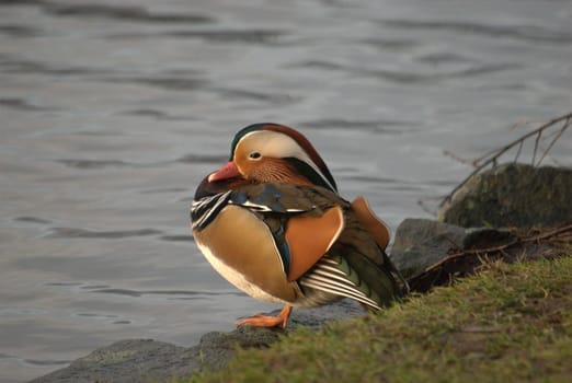 mandarin duck