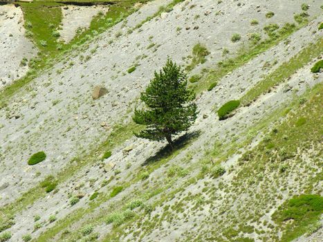 The lonely tree growing on a slope of mountain          