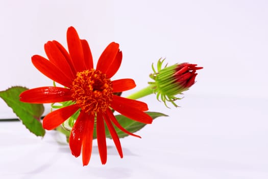 Brightly red flower with a bud, is used in the decorative purposes.