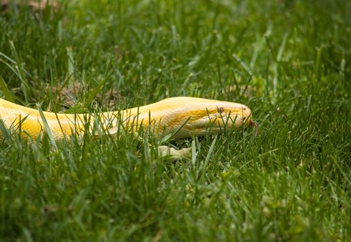 Albino Python slithering in the grass, making people nervous.