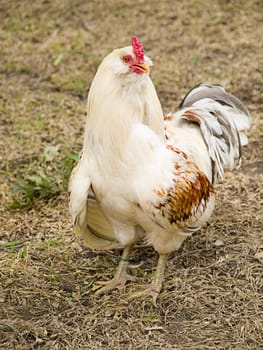 Colorful hen making facial expressions at me.