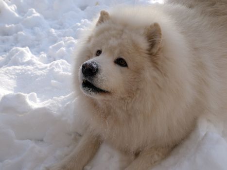 Samoyed dog play in the snow man's best friend