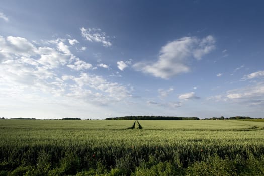 Non-urban field in southern Poland