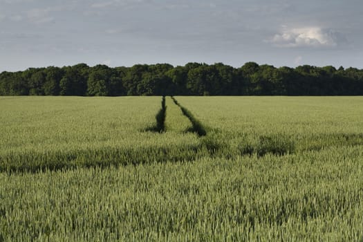 Non-urban field in southern Poland