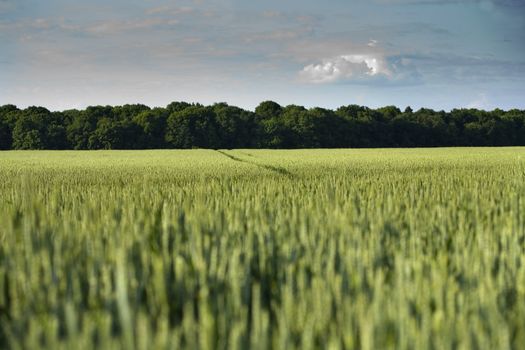 Non-urban field in southern Poland