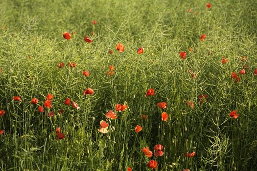 Non-urban field in southern Poland