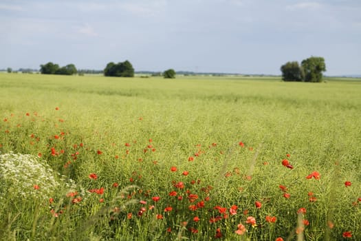 Non-urban field in southern Poland