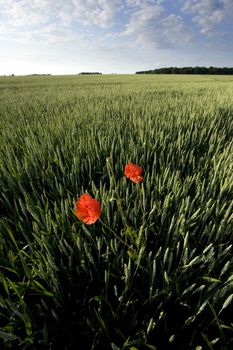 Non-urban field in southern Poland