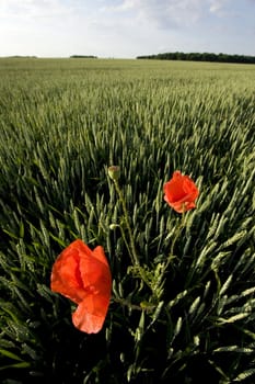 Non-urban field in southern Poland