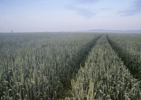 Green grain not ready for harvest growing in a farm field