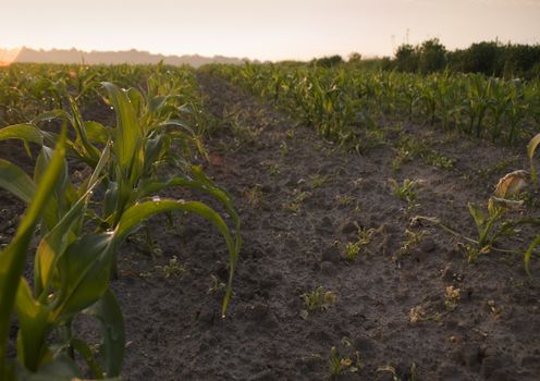 Green grain not ready for harvest growing in a farm field