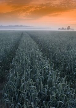 Green grain not ready for harvest growing in a farm field