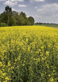 Yellow oilseed rape in southern Poland