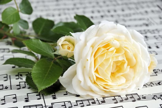 Beautiful white-yellow rose on note paper