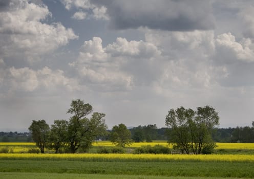 Yellow oilseed rape in southern Poland
