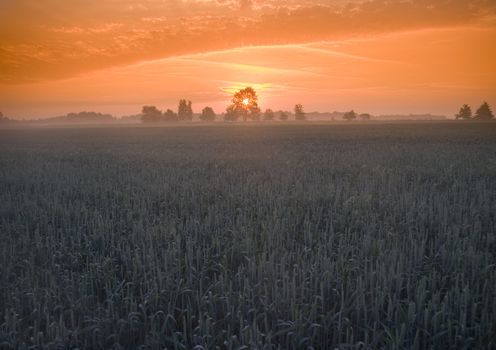 Green grain not ready for harvest growing in a farm field