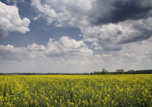 Yellow oilseed rape in southern Poland