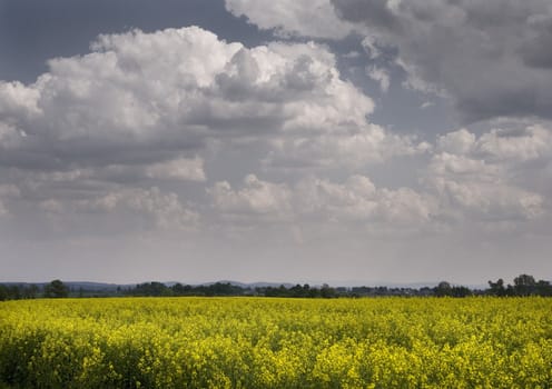 Yellow oilseed rape in southern Poland