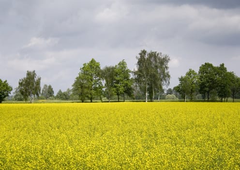 Yellow oilseed rape in southern Poland