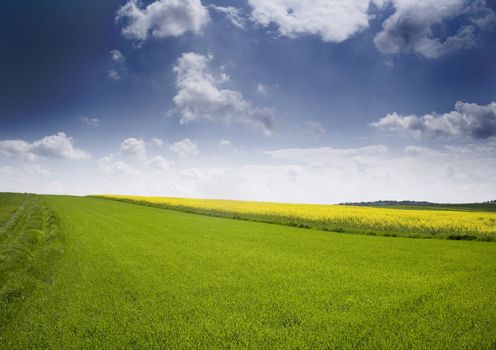 Yellow oilseed rape in southern Poland