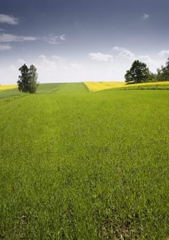 Yellow oilseed rape in southern Poland