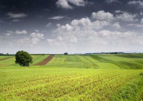 Green grain not ready for harvest growing in a farm field