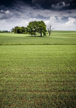 Green grain not ready for harvest growing in a farm field