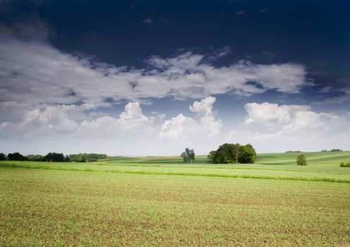 Green grain not ready for harvest growing in a farm field