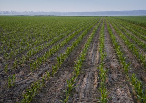 Green grain not ready for harvest growing in a farm field