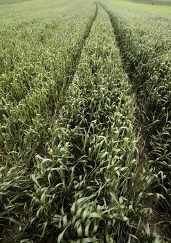 Green wheat in southern Poland