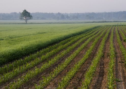 Green wheat in southern Poland